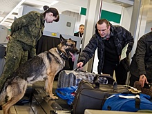 Минтранс оценит безопасность в аэропортах РФ после терактов в Брюсселе