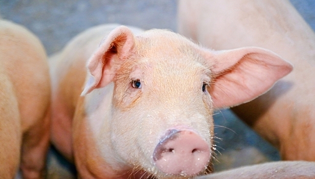 Россиянка устроила дома свинарник и лишилась квартиры