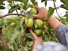 Ключевой агрорегион России лишится значительной части урожая яблок