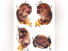 ZooResearch: новые виды пауков названы в честь песен китайской звезды Джея Чоу