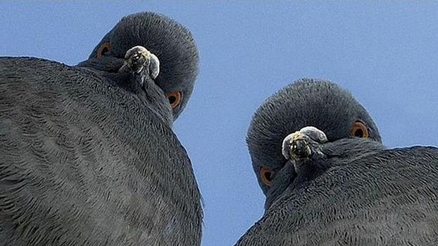 Штраф и голуби: что грозит за подкормку птиц