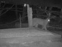 В Пензенской области фотоловушка запечатлела рысь