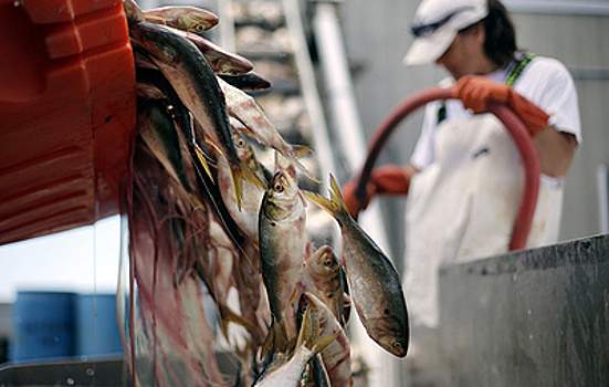 США обязали импортеров заверять, что ввозимые ими рыба и морепродукты не из РФ