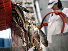 США обязали импортеров заверять, что ввозимые ими рыба и морепродукты не из РФ