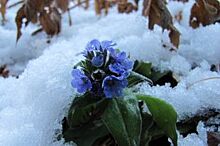 Несмотря на снег и мороз, в заповеднике «Столбы» зацвели цветы