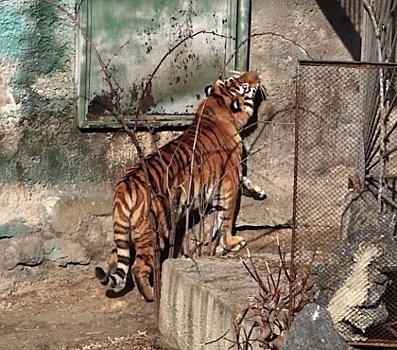 Некому почесать котика: посетители челябинского зоопарка сняли на видео, как тигр трется о дверной косяк
