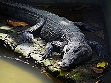 Съевшего человека заживо крокодила поймали