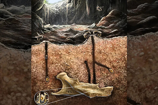 Древние пчелы использовали кости грызунов как готовые «дома» для гнезд