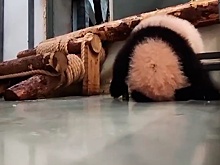 Панда Катюша из Московского зоопарка научилась делать кувырки