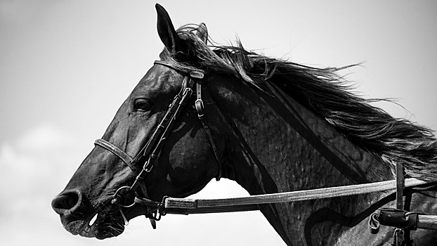 Выставка фотохудожника из Петербурга, посвященная лошадям, откроется в Вологде