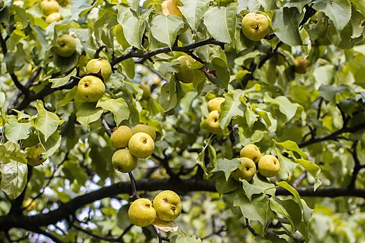 Гастрофестиваль «Антоновские яблоки» признан одним из лучших в России