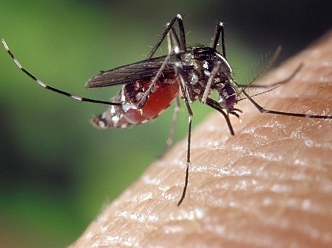 Всемирно известная якутянка со снежными ресницами сделала селфи с комарами