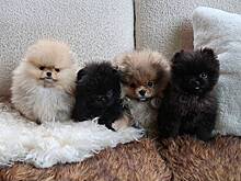 Зоозащитники раскритиковали Ким Кардашьян за подарки детям на Рождество