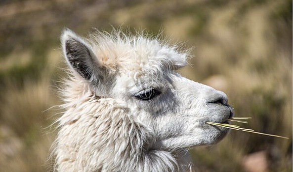 В Новосибирске откроют контактный парк с альпаками