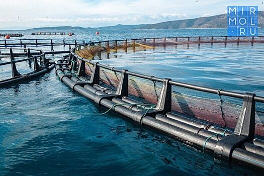 В Дагестане в 2020 году планируют почти на 10% увеличить объем производства аквакультуры