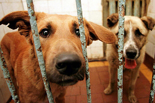 В Госдуме указали, что усыпление бездомных собак не сможет решить проблему  нападений