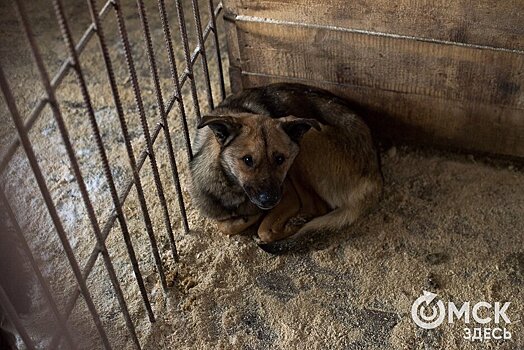Омскую собаку с раздробленными лапами поставили на титановые протезы