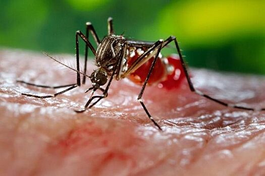 От лихорадки денге во Вьетнаме погибли три человека