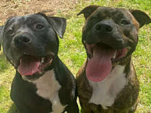 Британка заразилась бешенством от уличного кота и выжила благодаря своим собакам