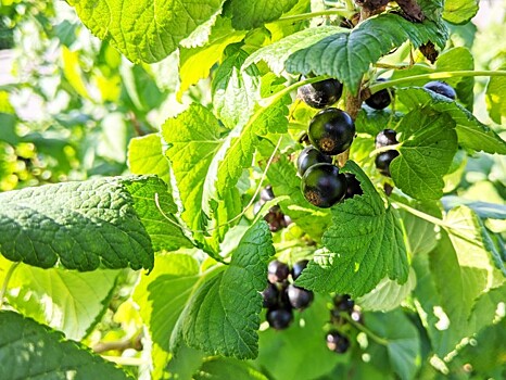 Душистые ягоды: разбираемся в сортах черной смородины