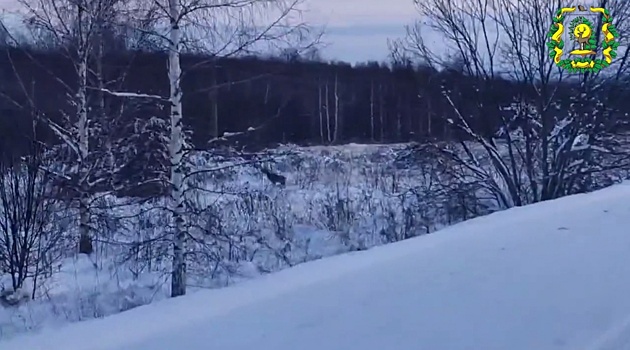 Сибирская косуля попала на камеру в лесу в Нижегородской области