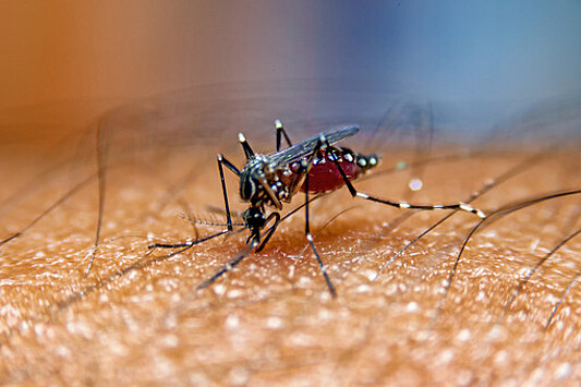 В России осенью могут появиться комары-переносчики лихорадки Западного Нила