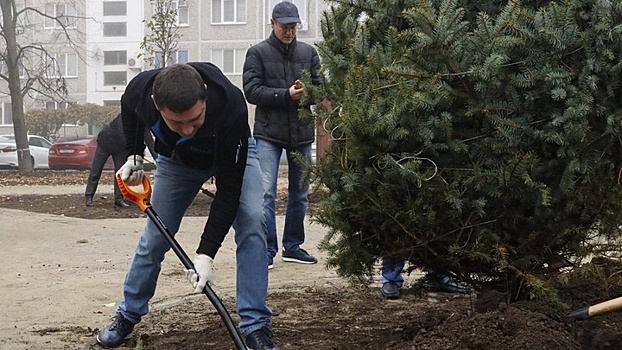 В Краснодаре на субботнике во дворах поселка Лорис высадили 55 деревьев