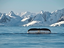 Подводный шум в полярных морях достиг опасного предела