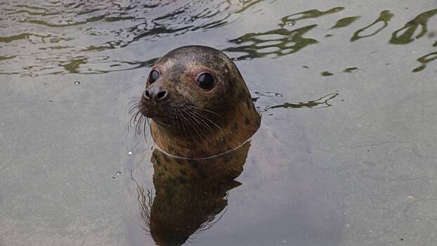 Московский зоопарк пополнился спасенной в Калининграде самкой тюленя