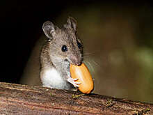 "Е1": в школе Екатеринбурга мыши бегали по классу во время урока