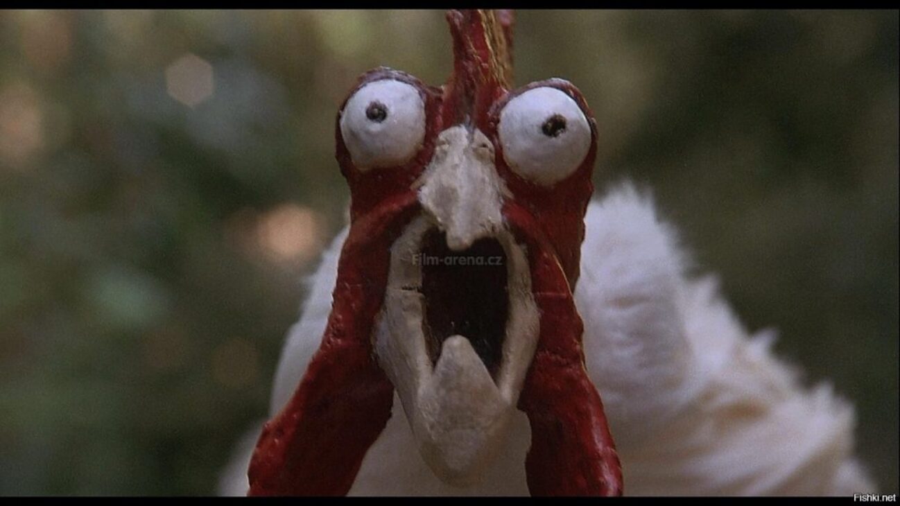 Куры испуганы. Закудахтала курочка. Курица удивлена. Курица. Куры испуганы.