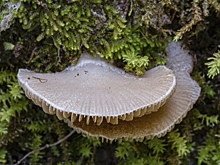 В России нашли новые грибы