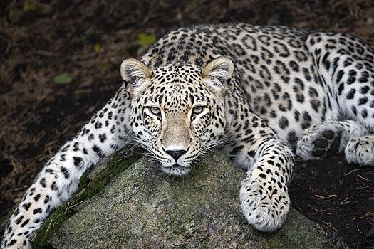 По пригороду столицы ЮАР бродил леопард, сбежавший из заповедника