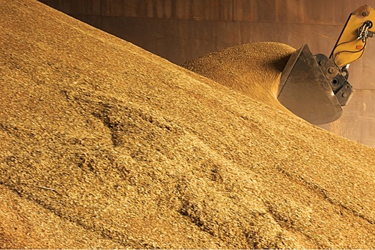 В российский интервенционный фонд закупили около 13 тыс. тонн зерна