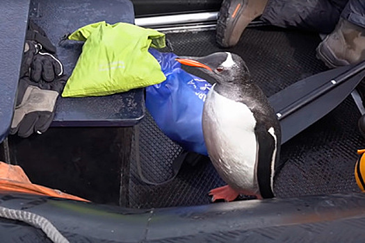 Пингвин запрыгнул в лодку с туристами ради спасения от косаток