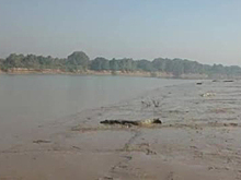На берег реки выползли десятки крокодилов
