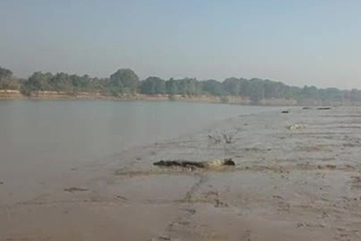 На берег реки выползли десятки крокодилов