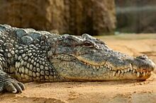 У туриста, вернувшегося из Вьетнама, таможенники изъяли чучело крокодила