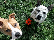 В Японии бизнесмен открыл приют для собак в благодарность за спасение жизни