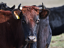 Житель Магнитогорска нашел в купленной в магазине говядине микрочип