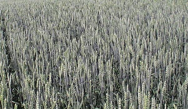 Эксперты оценили качество зерна нового урожая 2022 в России на первой пробе