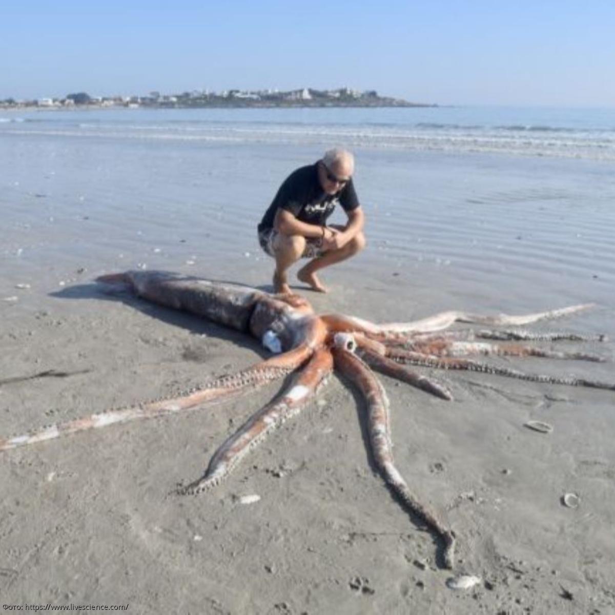 Анальды секс