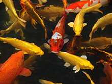 В Воронеже в водоеме Центрального парка появится рыба