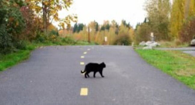 Что делать водителю, сбившему на дороге кота или собаку