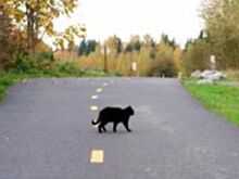 Что делать водителю, сбившему на дороге кота или собаку