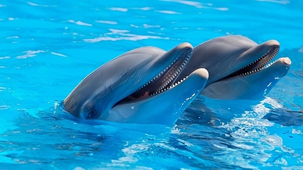 Все любят дельфинов