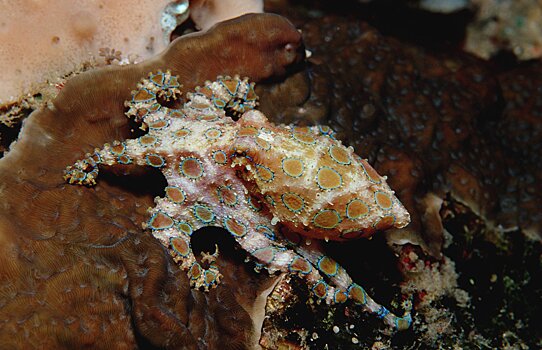 Российские зоологи открыли новые криптические виды ядовитых моллюсков
