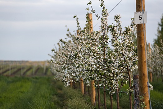 В Карачаево-Черкесии заложат 100 га интенсивных яблоневых садов