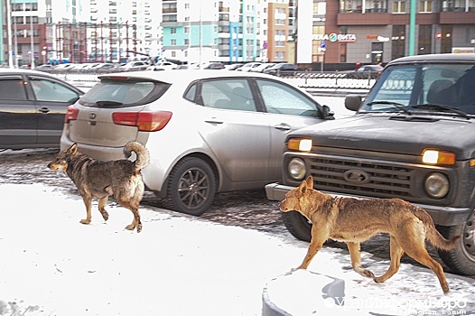 Крайние меры: российские города вводят особый режим из-за бродячих собак