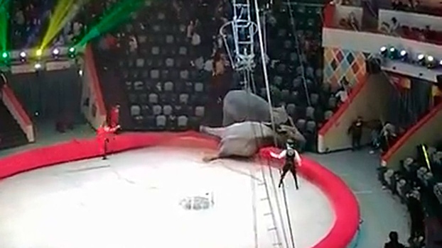 «Слоны сошли с ума»: в казанском цирке во время номера над животными потеряли контроль